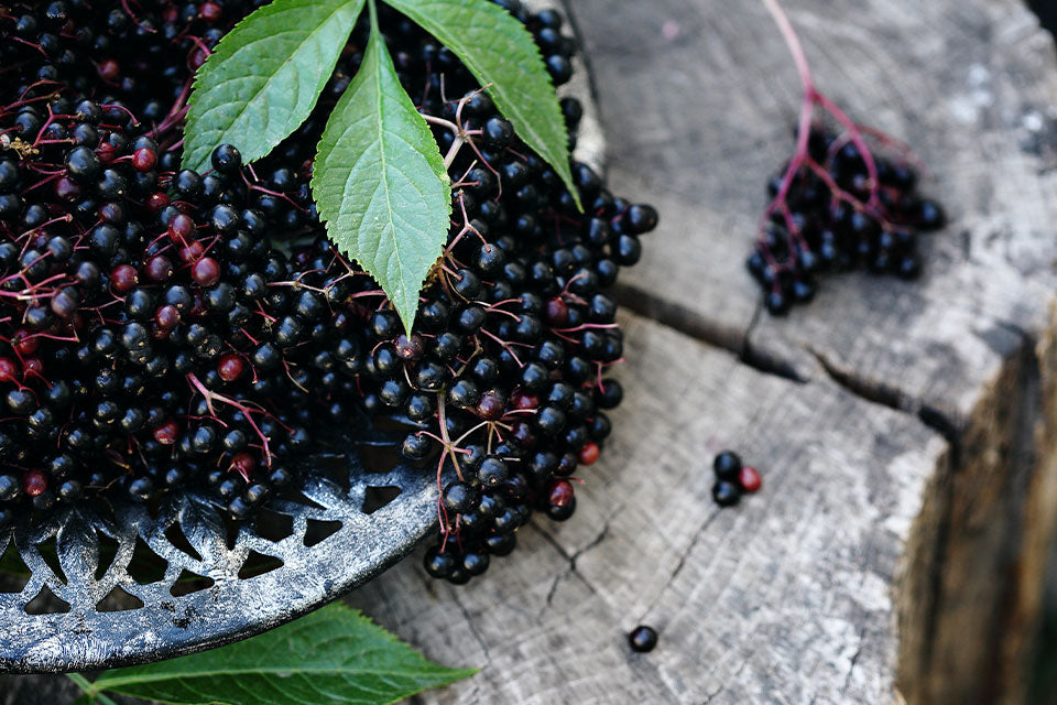 History of Black Elderberry for Immune Support